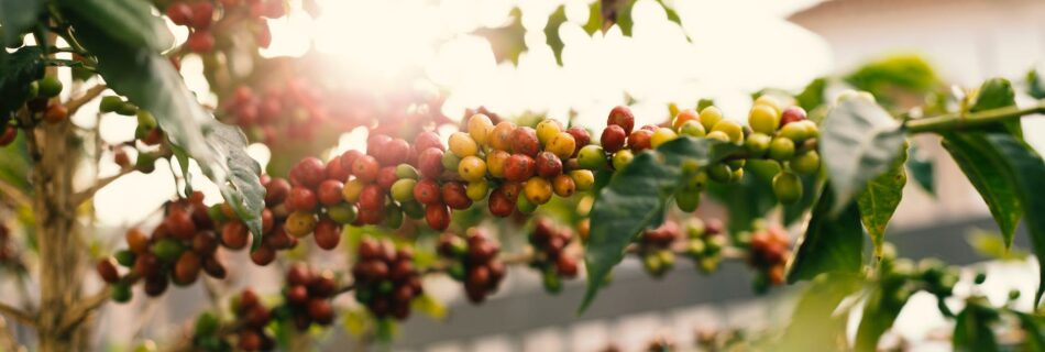 red and yellow coffee berries on branch