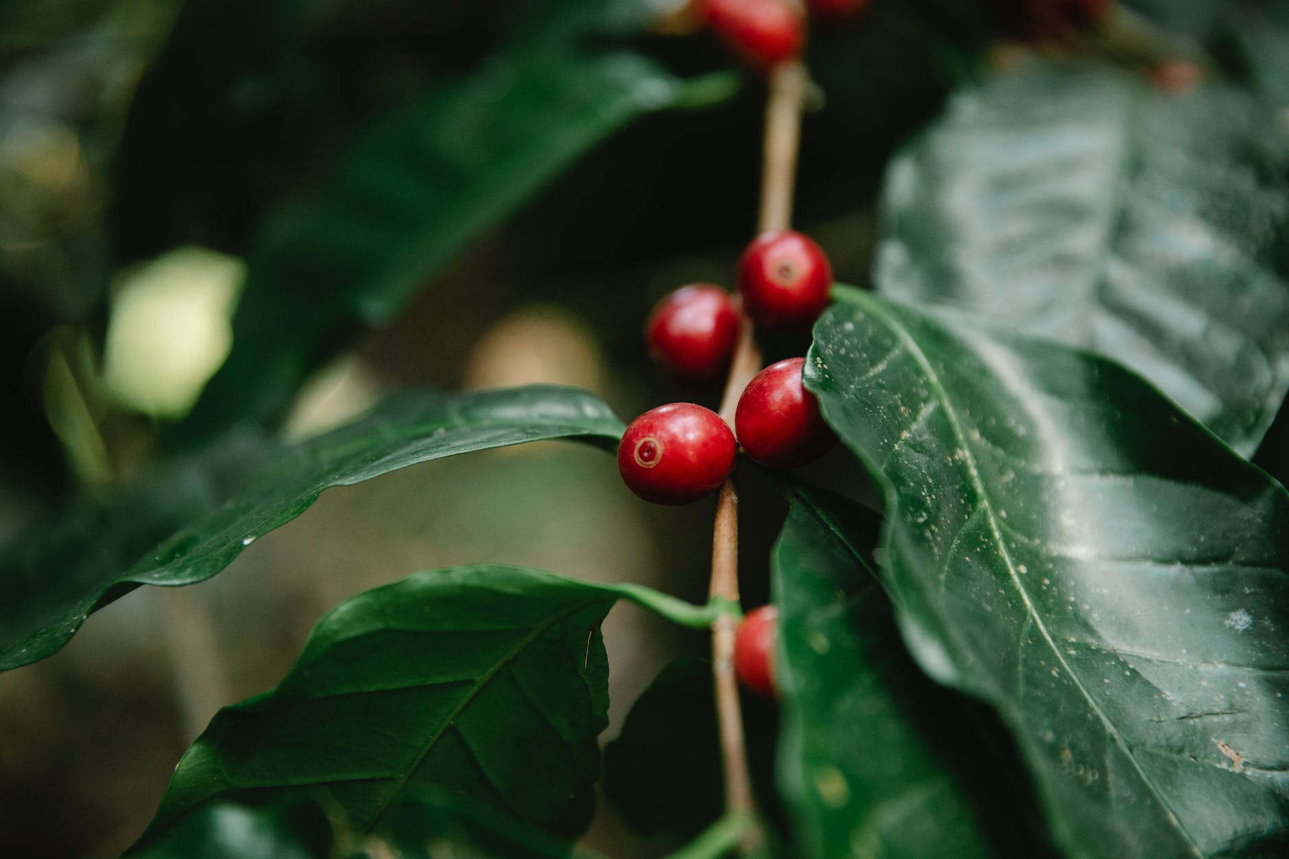 red coffee berries growing on tree branch